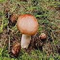 Appelrussula