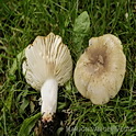 Onsmakelijke kamrussula