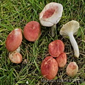 Geelvlekkende russula