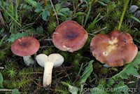 Wilgenrussula