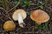 Wilgenrussula