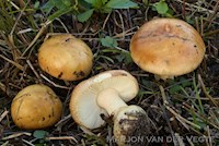 Wilgenrussula