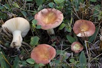 Wilgenrussula