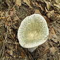 Ruwe russula