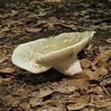 Ruwe russula