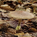 Scherpe collybia