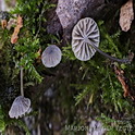 Blauwgrijze schorsmycena