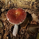 Schotelrussula