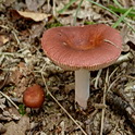 Schotelrussula