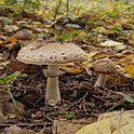 Panterchampignon