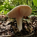 Smakelijke russula