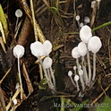 Smeerwortelmycena