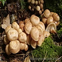 Spoelvoetcollybia