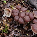 Stinkende collybia