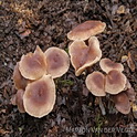 Stinkende collybia