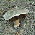 Straatchampignon