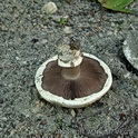 Straatchampignon