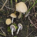 Okergele stropharia