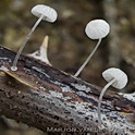 Suikermycena