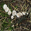 Takruitertje