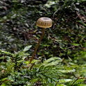 Tonnetjesmycena