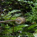 Tonnetjesmycena