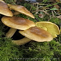 Tricholoma frondosae