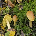 Tricholoma frondosae