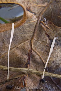 Typhula trifolii