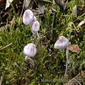 Violetstelige poederparasol