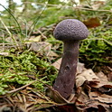 Violette gordijnzwam