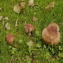 Vissige eikenrussula