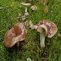 Vissige eikenrussula