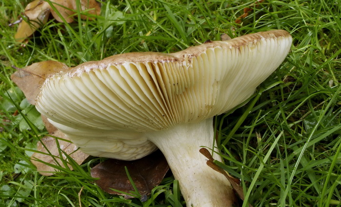 Vissige eikenrussula