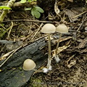 Bleekgele mycena