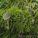 Bittere mycena