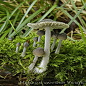 Bittere mycena