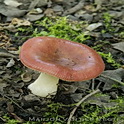 Wilgenrussula