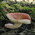 Wilgenrussula