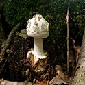 Witte knolamaniet