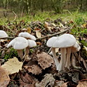 Witte bundelridderzwam