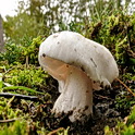 Witte duifridderzwam