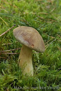 Bruine Fluweelboleet