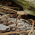 Zeedenmycena