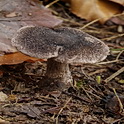 Zwartschubbige ridderzwam