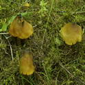 Zwartwordende wasplaat